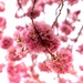 Spring blossom by maggiemae