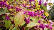 14th Sep 2017 - Beautyberry