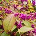 Beautyberry by boxplayer