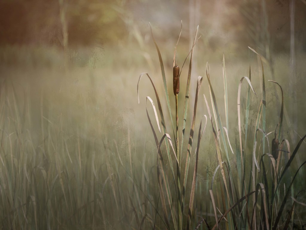 Cattail in the Meadow by taffy