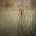 Cattail in the Meadow by taffy