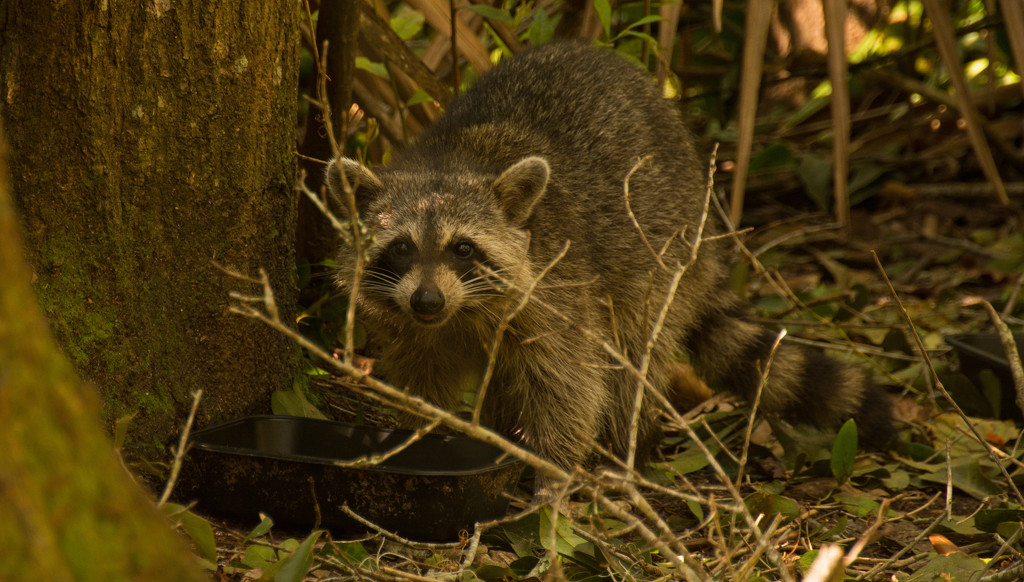 Raccoon at the Food Trough! by rickster549