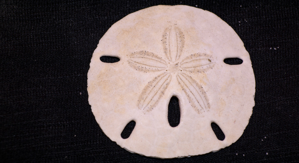 Sand Dollar! by rickster549