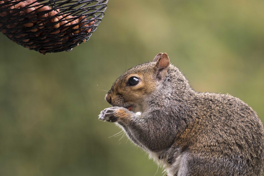 Cheeky Squirrel by shepherdmanswife