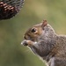 Cheeky Squirrel by shepherdmanswife