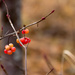Highbush Cranberries by jetr