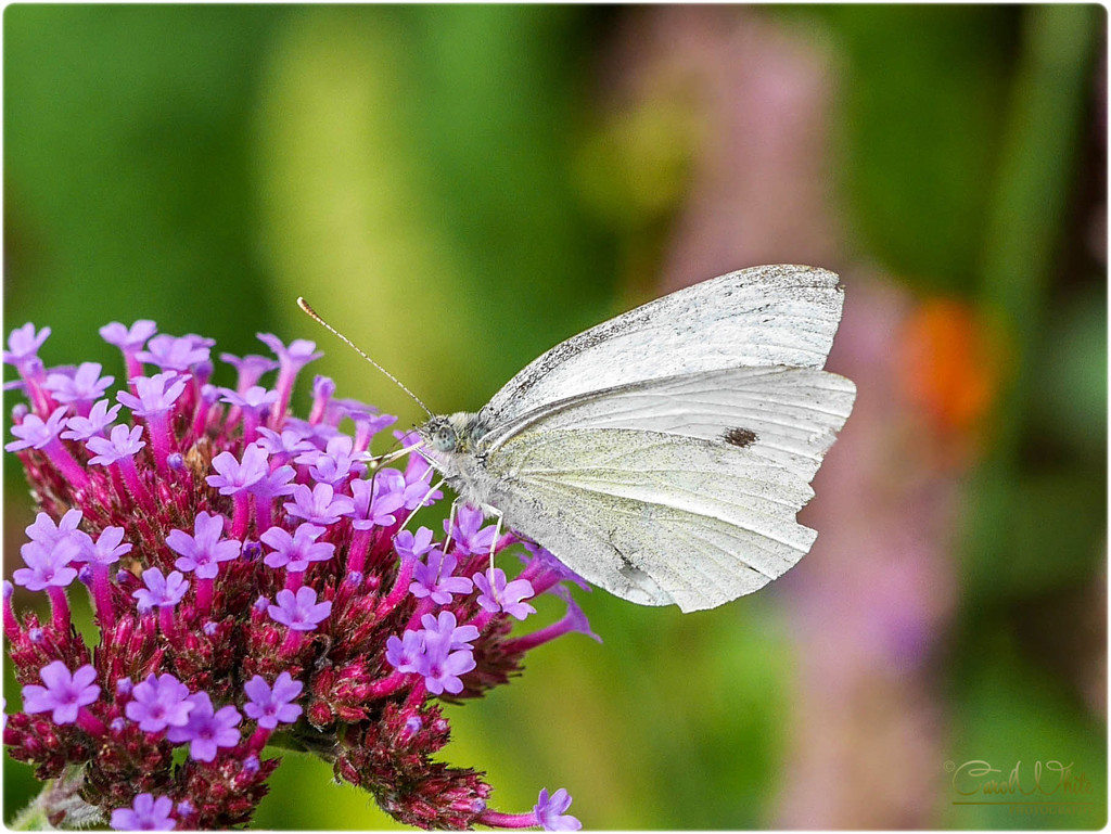 Small White Butterfly by carolmw