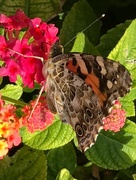 18th Sep 2017 - "I heard you wanted a butterfly to visit your Lantana. Well here I am! Wait, you want me to open my wings too?!"