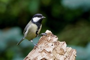 18th Sep 2017 - GREAT TIT