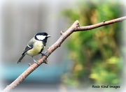 16th Sep 2017 - Great Tit