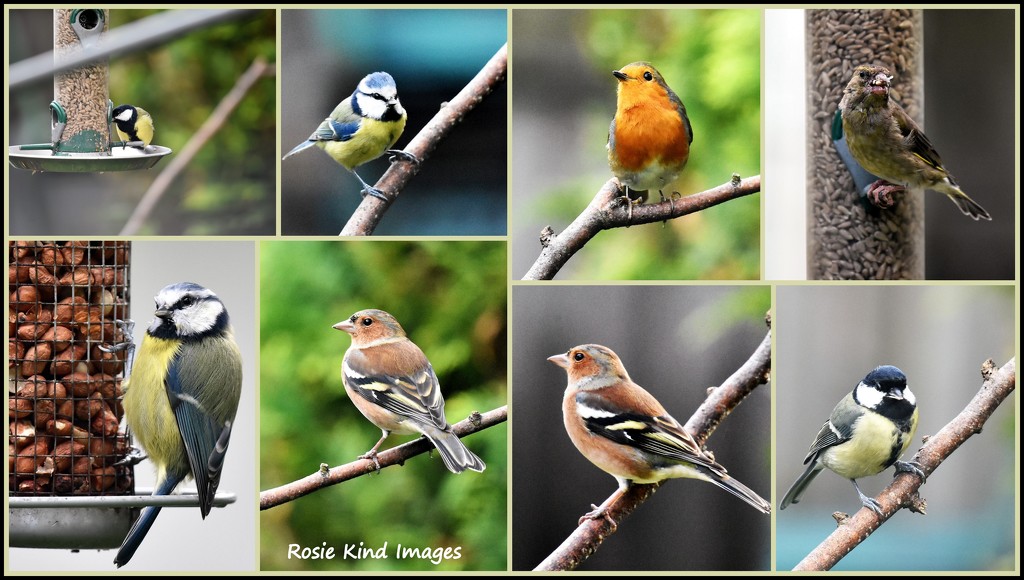 Garden birds by rosiekind