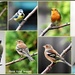 Garden birds by rosiekind
