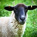 Who are ewe looking at? by carole_sandford