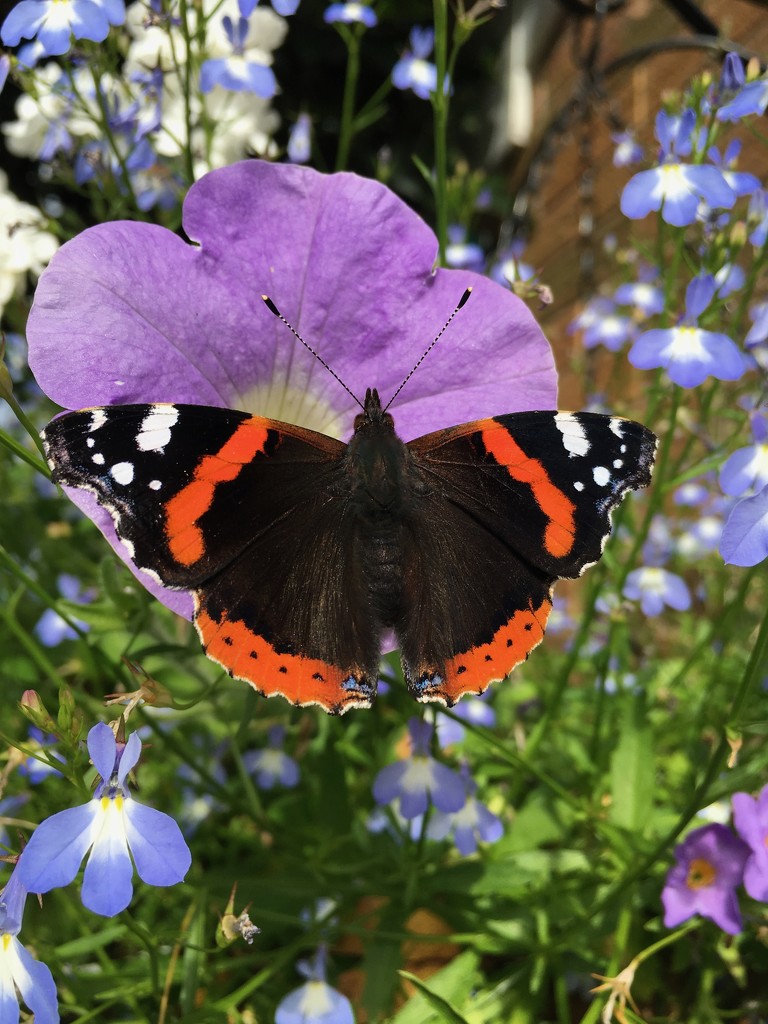 Red Admiral by 365projectmaxine