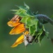 Seeking Privacy Behind the Sunflower Petals by genealogygenie