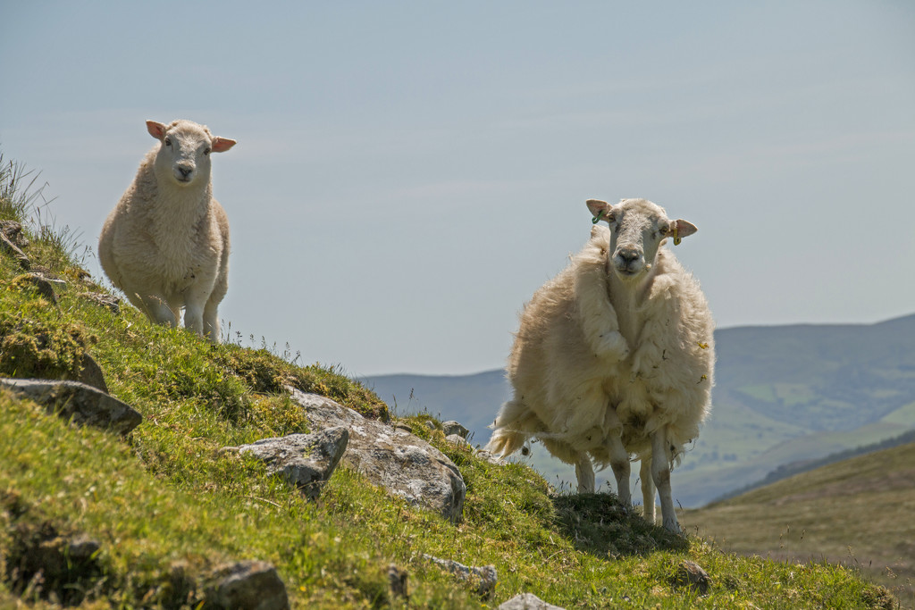 Who are ewe looking at? by shepherdman