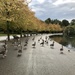 Swans crossing by emma1231