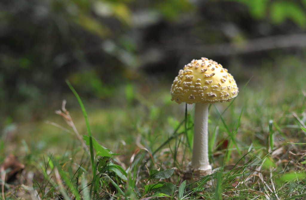 Yellow Mushroom by loweygrace
