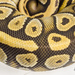 Snake pattern by elisasaeter
