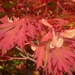 Gorgeous Autumn Colours by bizziebeeme