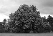 17th Sep 2017 - Horse chestnut "on the turn"