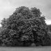 Horse chestnut "on the turn" by helenm2016