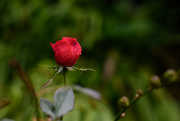 18th Sep 2017 - NF-SOOC-2017 Rose After the Rain