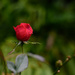 NF-SOOC-2017 Rose After the Rain by jgpittenger
