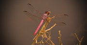 18th Sep 2017 - Pink Dragonfly!