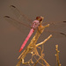 Pink Dragonfly! by rickster549