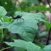 Big Scary Black Bug Thingy by linnypinny