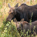 Momma moose and her little one by dridsdale