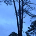 Split pine by kathyrose