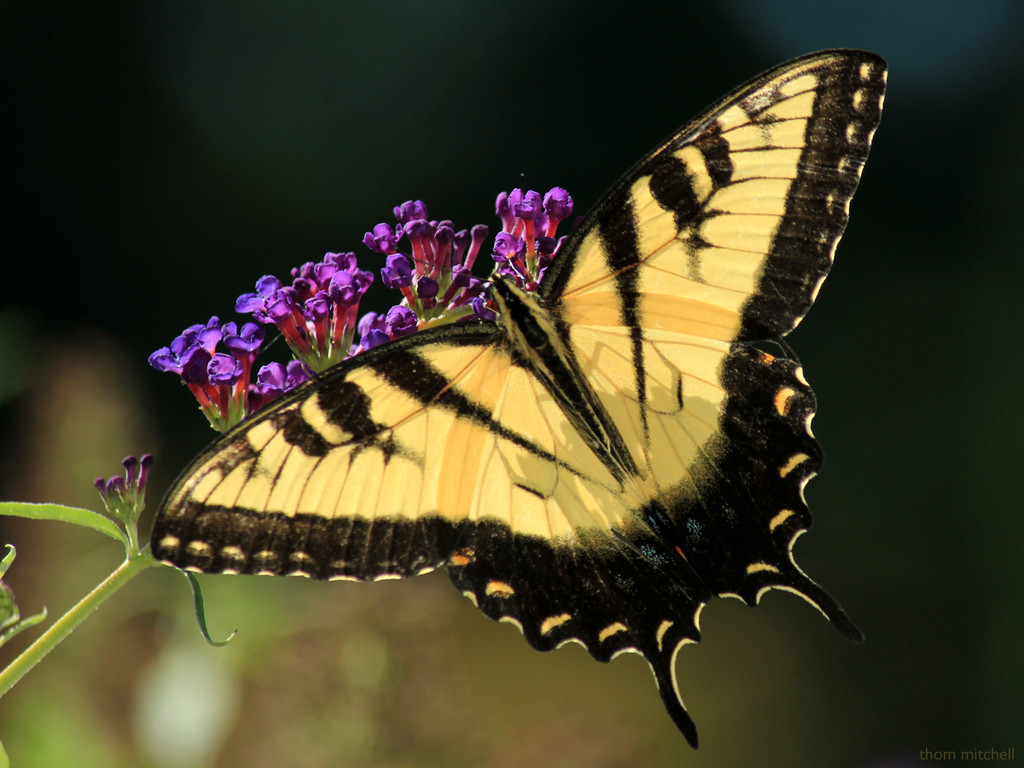 Eastern Tiger Swallowtail, male by rhoing