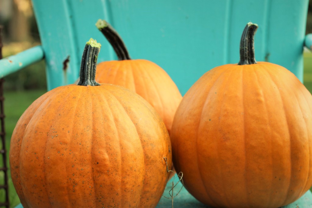 More pumpkins by beckyk365