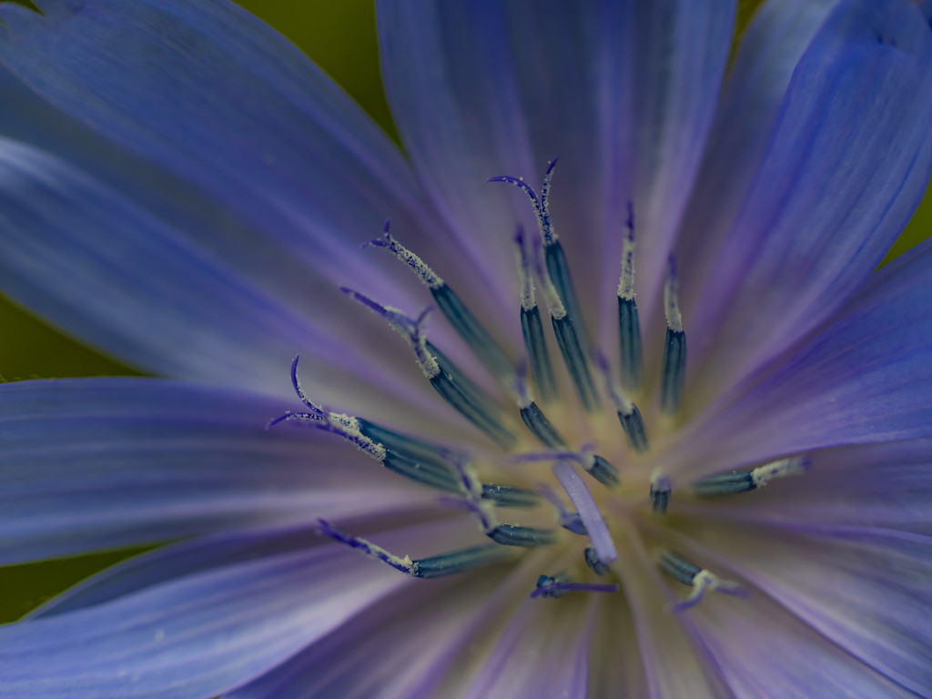 Chicory by haskar
