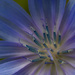 Chicory by haskar