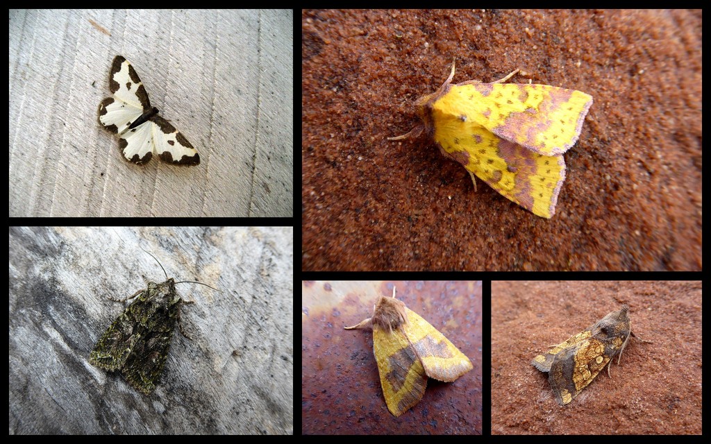 Mid September moths by steveandkerry