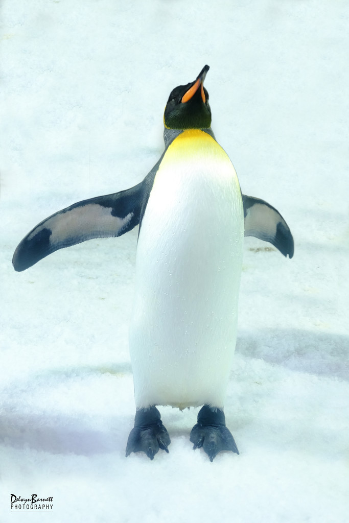 King penguin by dkbarnett