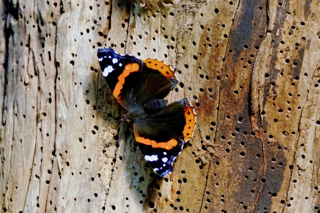RED ADMIRAL by markp