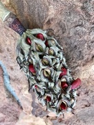 19th Sep 2017 - Magnolia tree seed pods