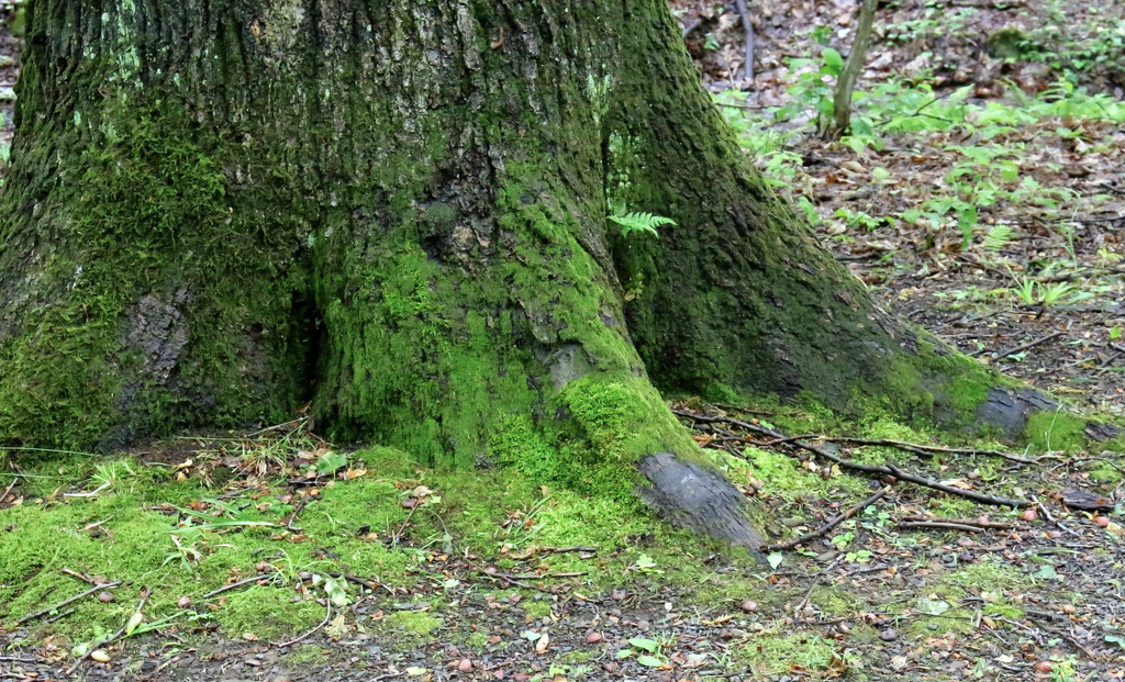 Giant foot or tree trunk by mittens