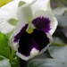 Pansy by daisymiller