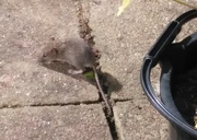 18th Sep 2017 - Mice on our patio