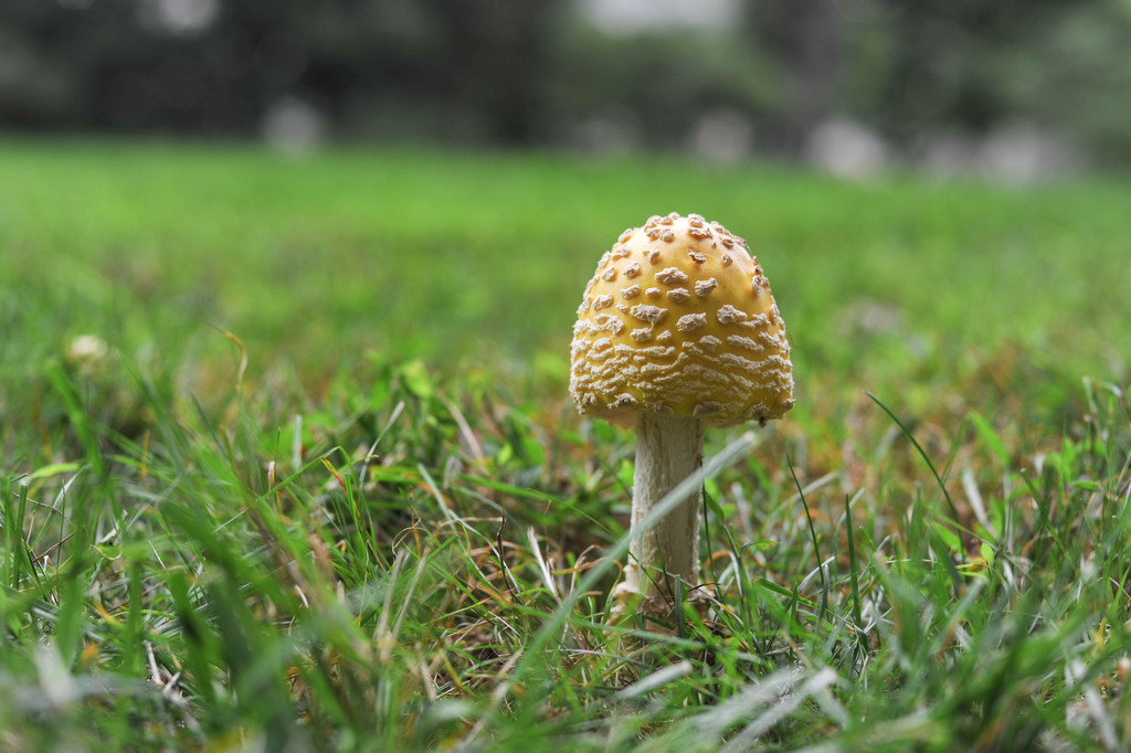 Yellow Mushroom 2 by loweygrace