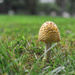Yellow Mushroom 2 by loweygrace