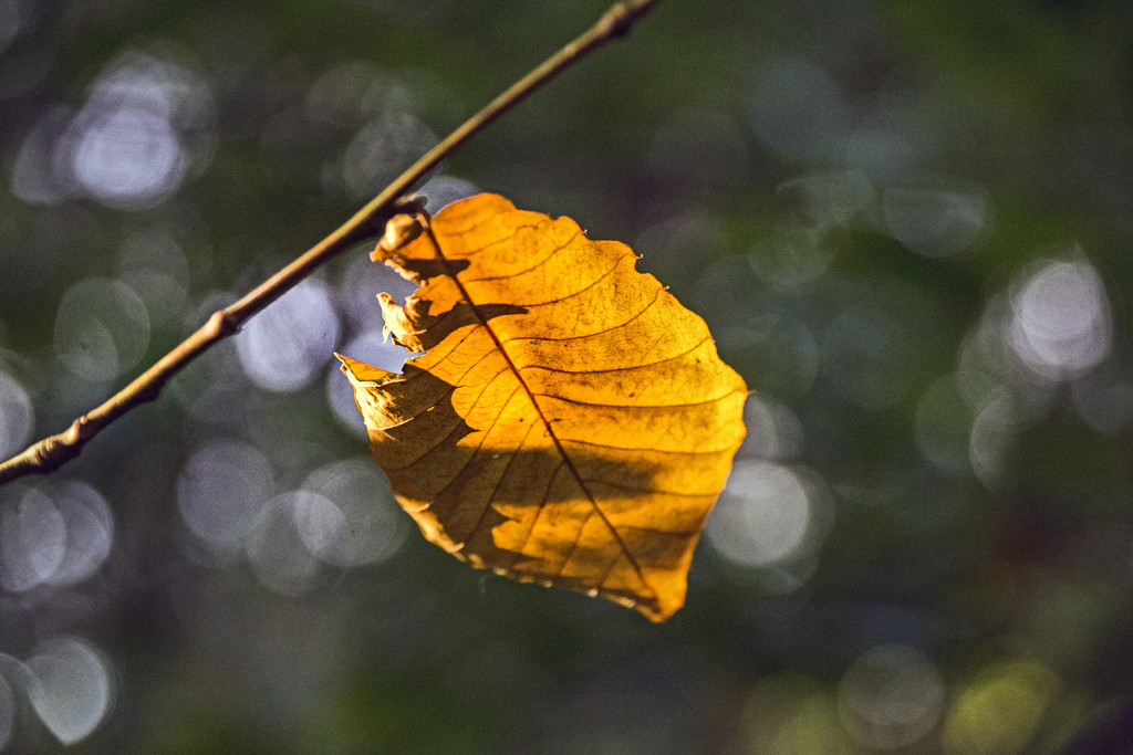 Golden Leaf by megpicatilly