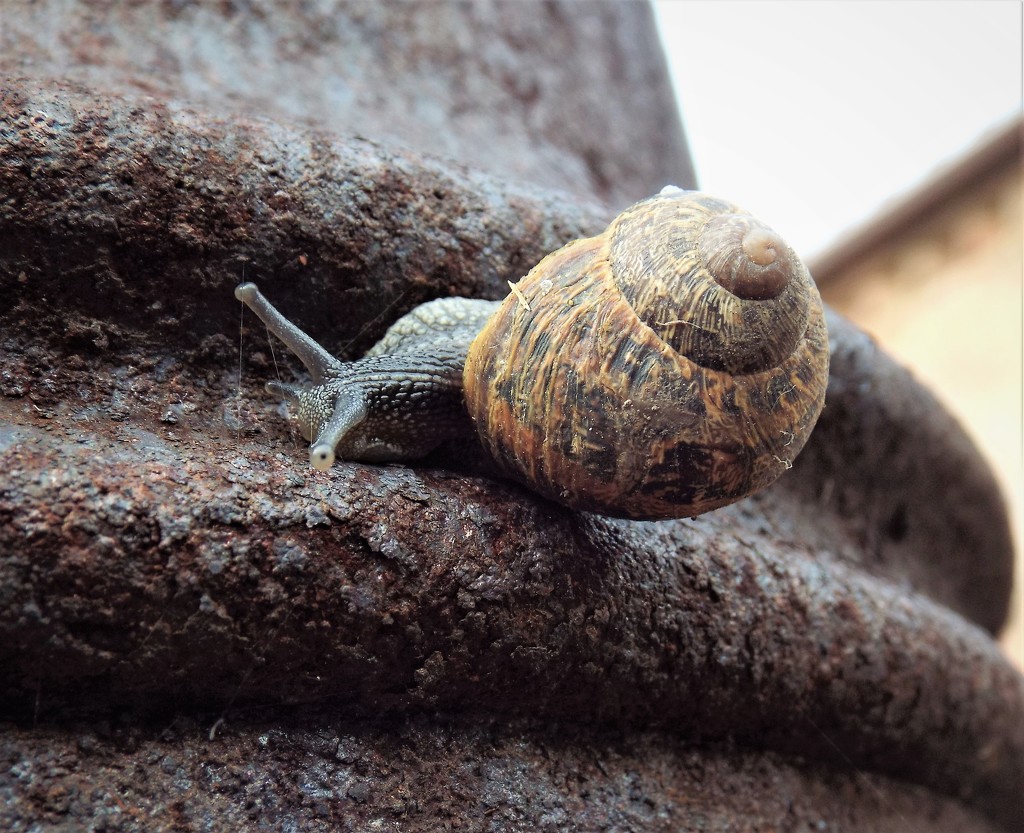 Rusty snail by suzanne234