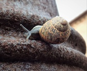 19th Sep 2017 - Rusty snail