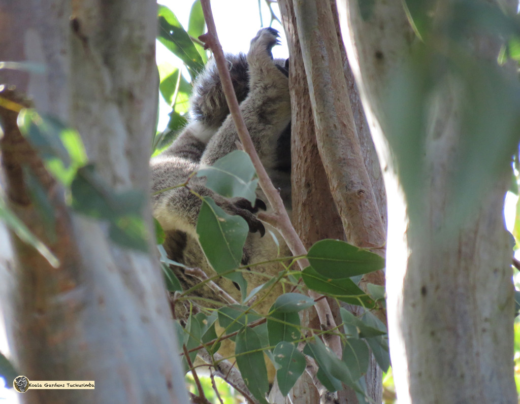 rubber legs by koalagardens